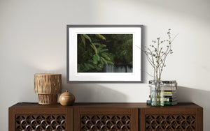 Rainforest Limited Edition Framed Print