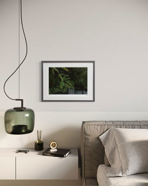 Rainforest Limited Edition Framed Print