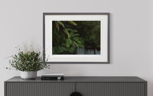 Rainforest Limited Edition Framed Print