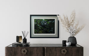 Light through the Rainforest